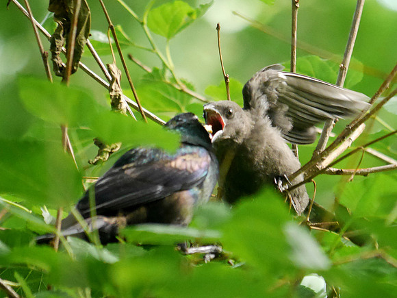 Grackle fledgling, Central Park