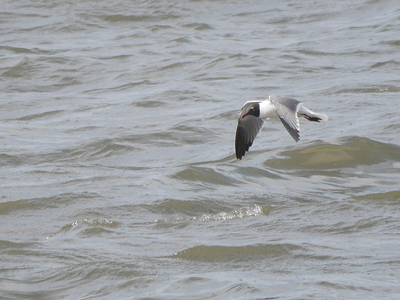 Laughing Gull Governor's Island