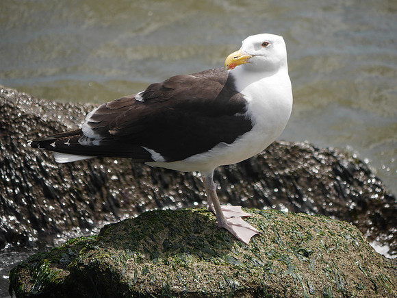 Great Black-Backed Gull Governor's Island