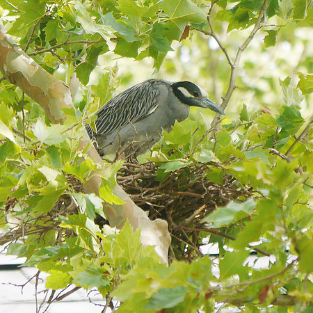 Yellow-Crowned Night Heron on nest, Governor's Island