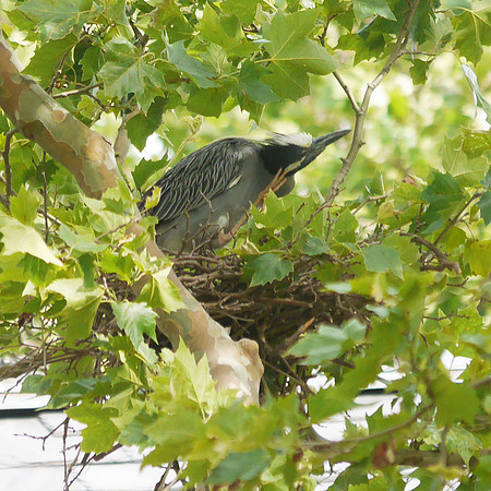 Yellow-Crowned Night Heron on nest, Governor's Island
