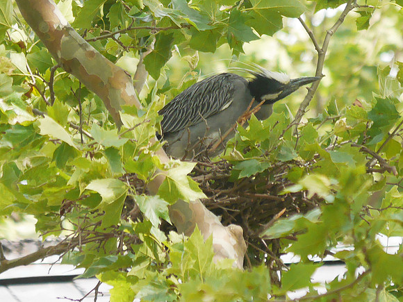 Yellow-Crowned Night Heron on nest, Governor's Island