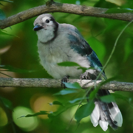 Blue Jay fledgling, Central Park