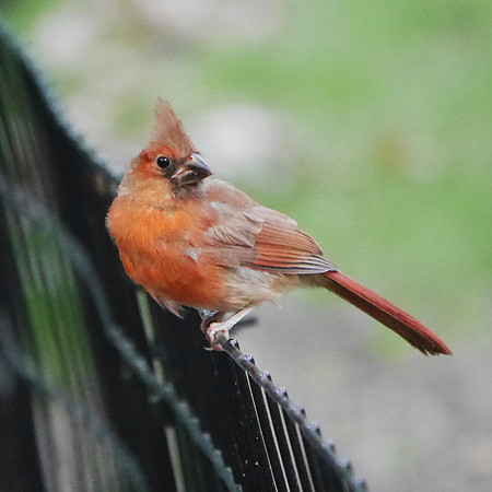 Cardinal fledgling, Central Park