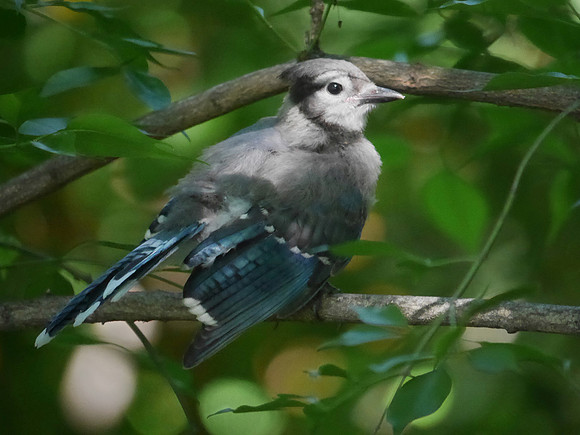 Blue Jay fledgling, Central Park