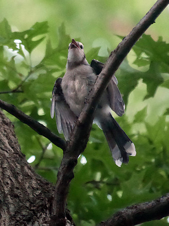 Blue Jay fledgling, Central Park
