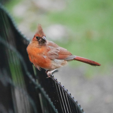 Cardinal fledgling, Central Park