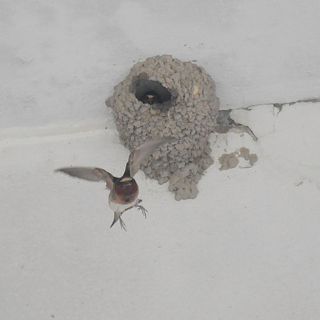 Cliff Swallow, Orchard Beach, Bronx NY