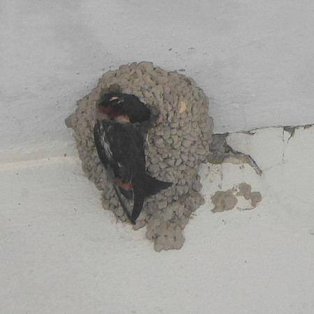 Cliff Swallow, Orchard Beach, Bronx NY
