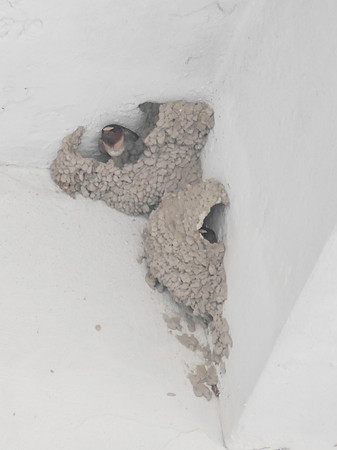 Cliff Swallow, Orchard Beach, Bronx NY