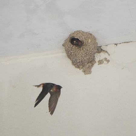 Cliff Swallow, Orchard Beach, Bronx NY