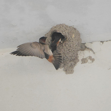 Cliff Swallow, Orchard Beach, Bronx NY