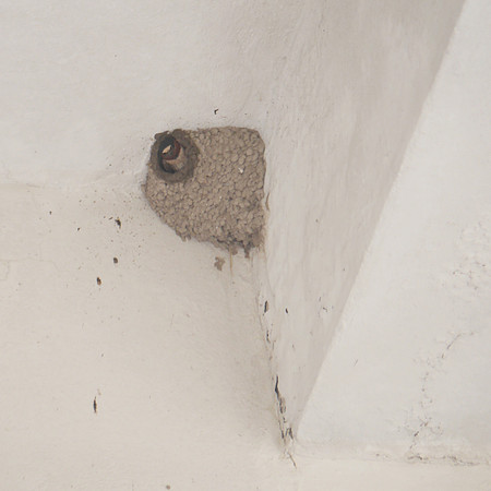 Cliff Swallow, Orchard Beach, Bronx NY