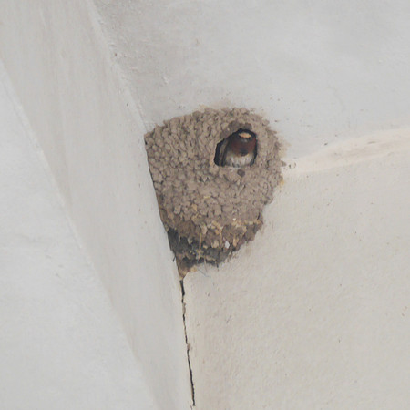 Cliff Swallow, Orchard Beach, Bronx NY