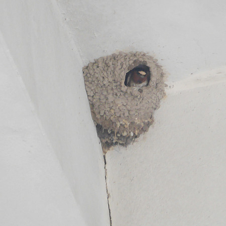 Cliff Swallow, Orchard Beach, Bronx NY