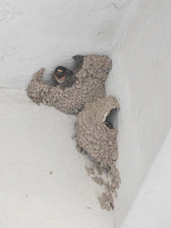 Cliff Swallow, Orchard Beach, Bronx NY