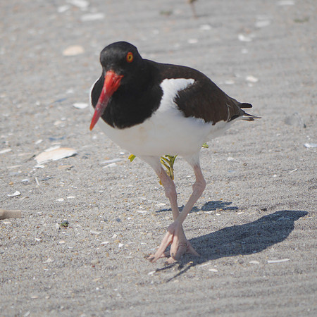 American Oystercatcher, Fort Tilden, Queens