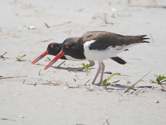 American Oystercatchers, Fort Tilden, Queens