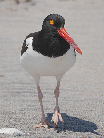 American Oystercatcher, Fort Tilden, Queens