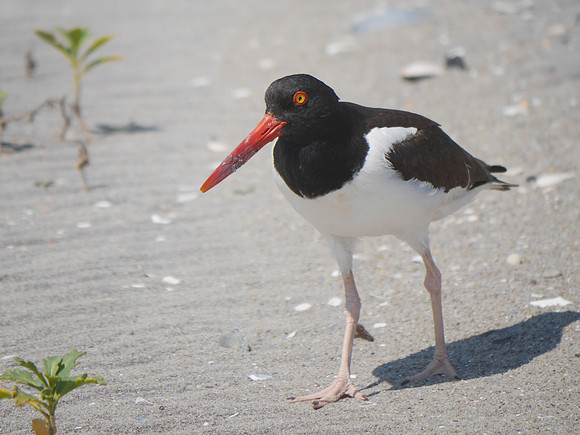 American Oystercatcher, Fort Tilden, Queens
