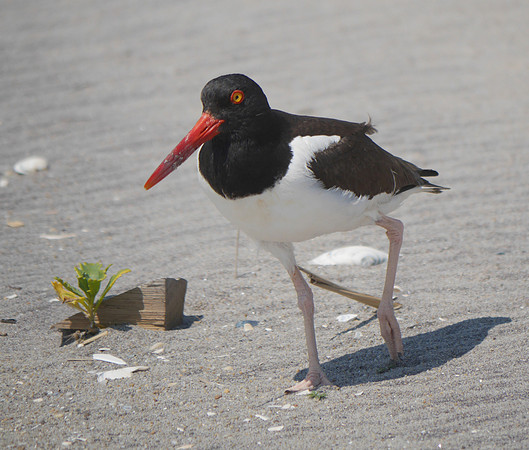 American Oystercatcher, Fort Tilden, Queens