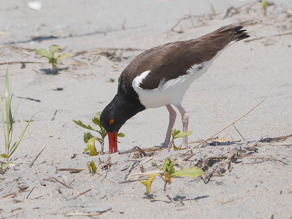 American Oystercatcher, Fort Tilden, Queens