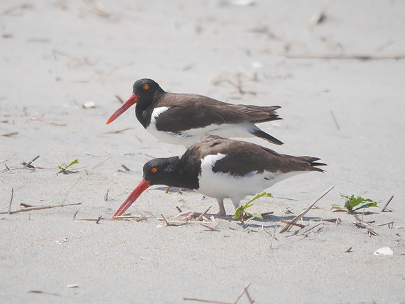 American Oystercatchers, Fort Tilden, Queens