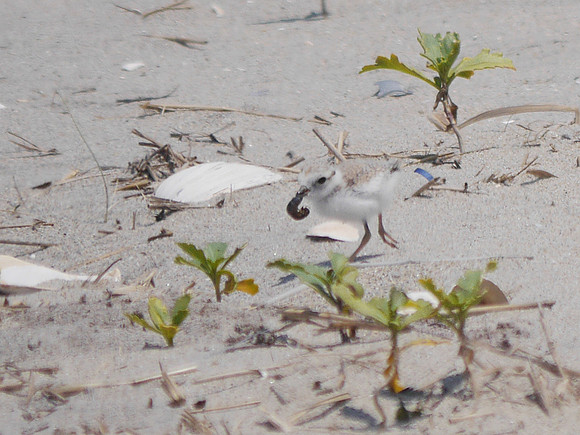 Piping Plover, Fort Tilden, Queens