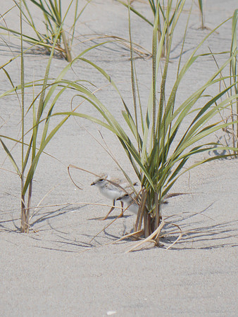 Piping Plover, Fort Tilden, Queens