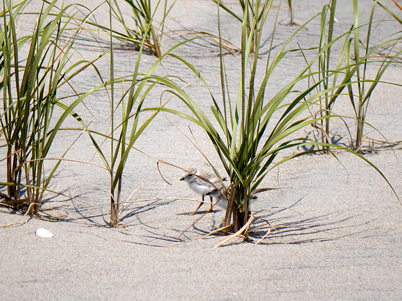 Piping Plover, Fort Tilden, Queens