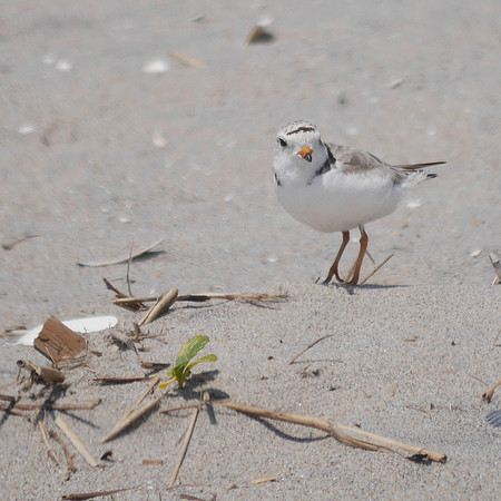Piping Plover, Fort Tilden, Queens