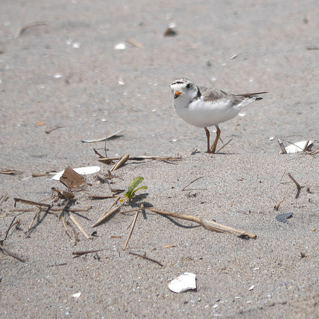 Piping Plover, Fort Tilden, Queens