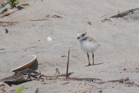 Piping Plover, Fort Tilden, Queens