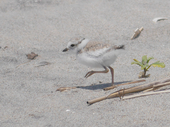 Piping Plover, Fort Tilden, Queens