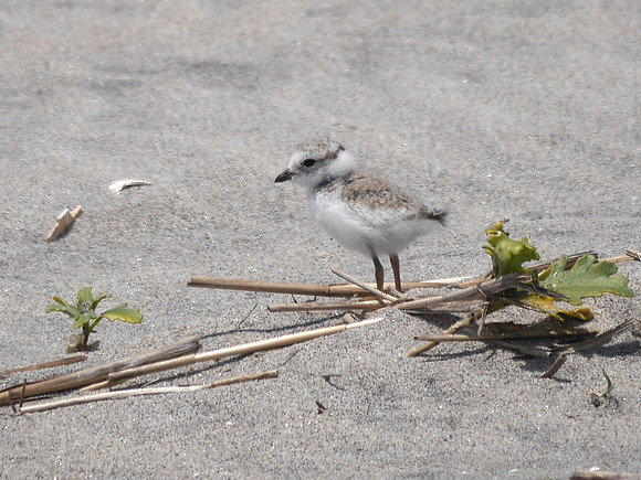 Piping Plover, Fort Tilden, Queens