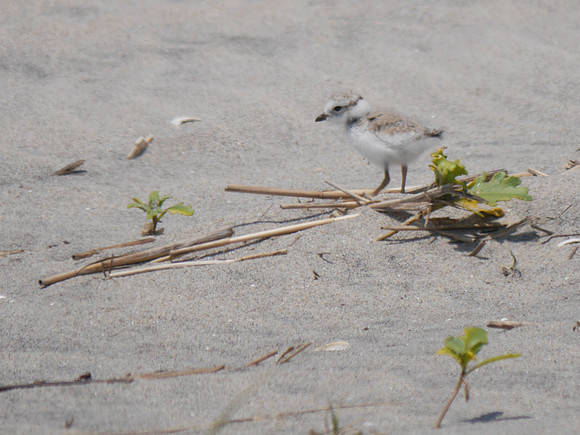 Piping Plover, Fort Tilden, Queens
