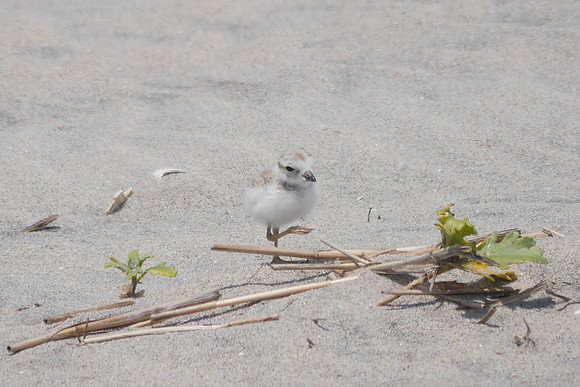 Piping Plover, Fort Tilden, Queens