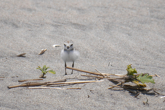 Piping Plover, Fort Tilden, Queens