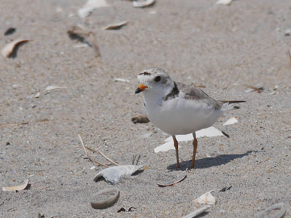 Piping Plover, Fort Tilden, Queens
