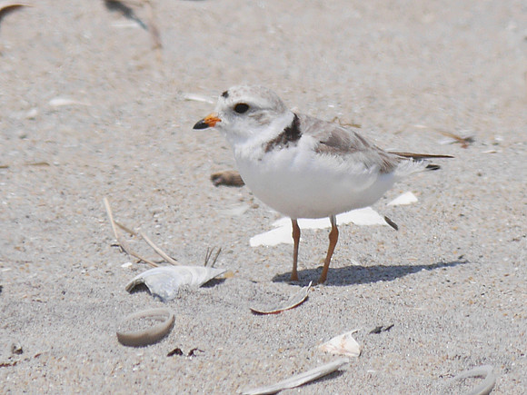 Piping Plover, Fort Tilden, Queens