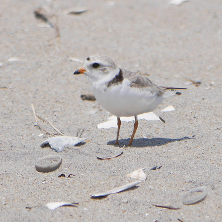 Piping Plover, Fort Tilden, Queens
