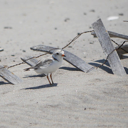 Piping Plover, Fort Tilden, Queens