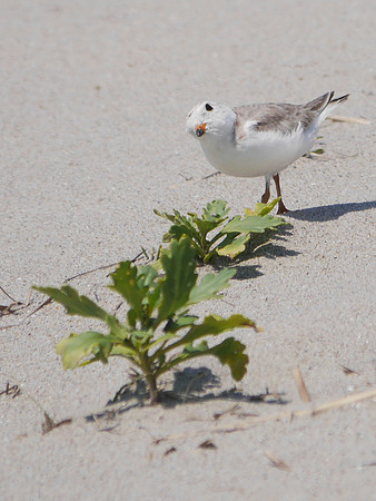 Piping Plover, Fort Tilden, Queens
