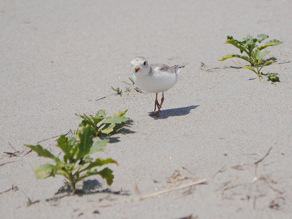 Piping Plover, Fort Tilden, Queens