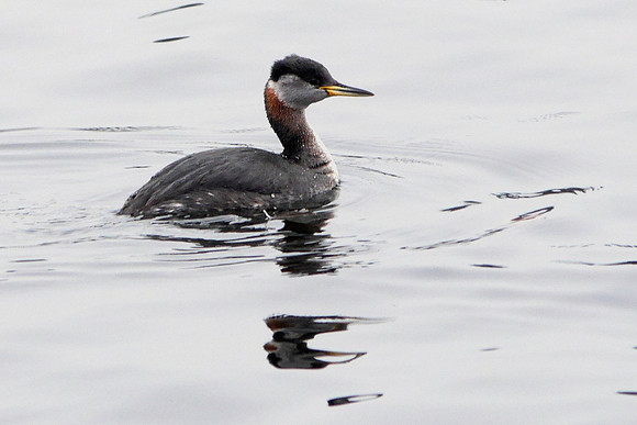 Red-Necked Grebe, Central Park Reservoir