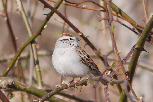 Chipping Sparrow, Central Park