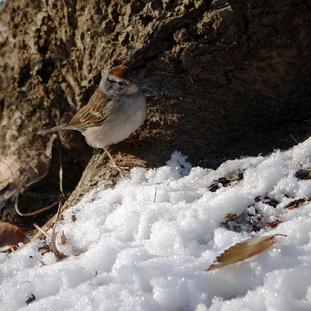 Chipping Sparrow, Central park