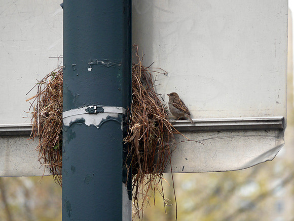 Sparrow at nest, 65th Street Transverse, Central Park