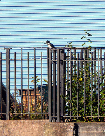 Belted Kingfisher, Inwood Hill Park