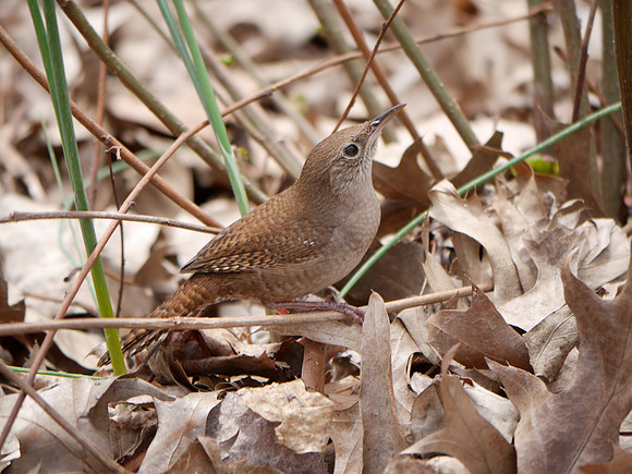 House Wren, Central Park